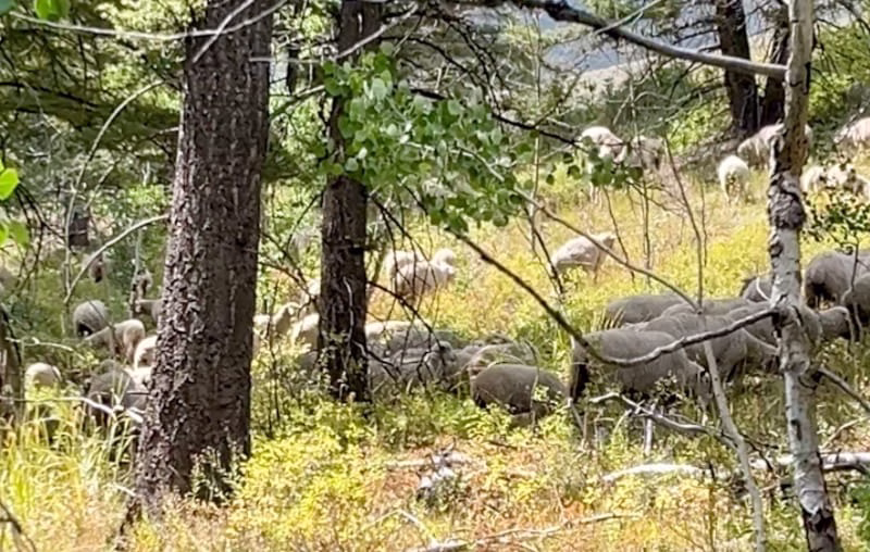 Dozens of sheep blocked my path back to the trailhead.